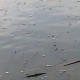 Ponovo pomor ribe u Bačkoj (do koje granice je moguće trpeti nepravdu)
