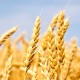 Blog: Kad ne rodi pšenica, ne valja, a kad rodi još je gore