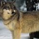 Blog: Zaustaviti hajku na vukove u Nacionalnom parku Đerdap!